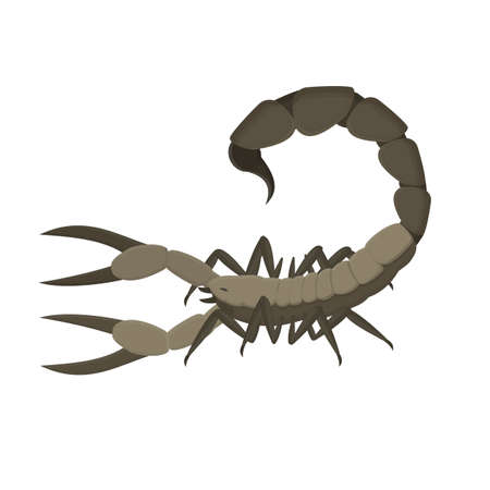 Scorpio. Scorpion insect, vector illustrationのイラスト素材