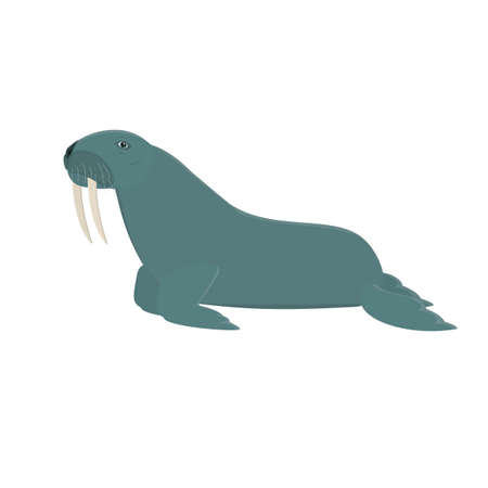 Walrus. Animal walrus, vector illustrationのイラスト素材