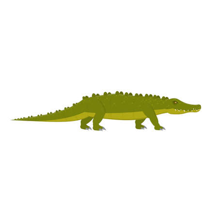 Crocodile. Crocodile animal, vector illustrationのイラスト素材