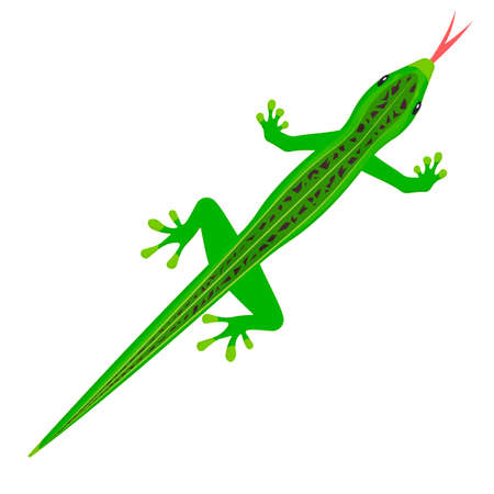 Lizard. Animal reptile, vector illustrationのイラスト素材