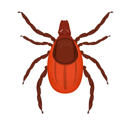Mite. Insect tick, vector illustrationのイラスト素材