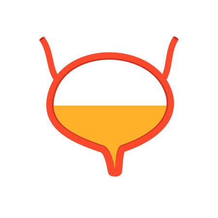 bladder. human internal organs, vector illustrationのイラスト素材