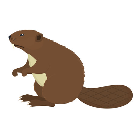 beaver. Animal beaver, vector illustrationのイラスト素材