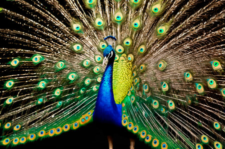 Majestic Peacock Displaying Vibrant Plumage in Full Spread.の写真素材
