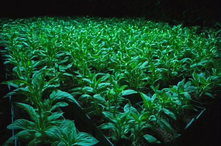 Lush Green Garden Plants Under Artificial Light. Generative AI.の写真素材