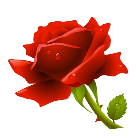 Red roseのイラスト素材