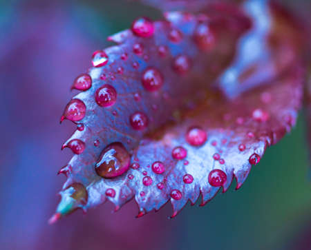 Leaf in drops of water. Macro nature