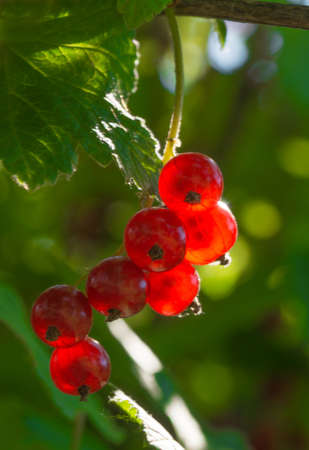 Ripe red currants in the garden. A branch of berries on a green background.