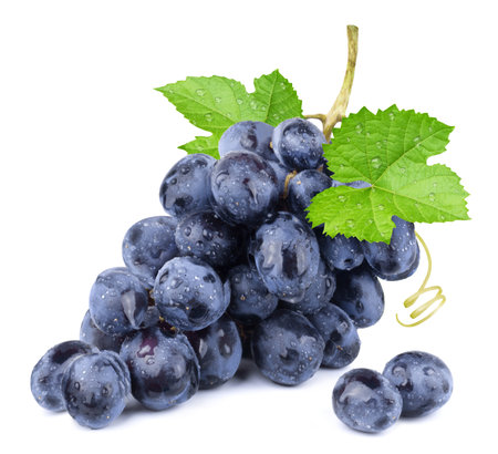 Grapes isolated. A bunch of ripe blue grapes with leaves in water drops on a white background.の写真素材