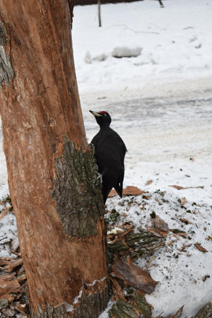 Dryocopus martius. The black woodpecker in the park.の写真素材