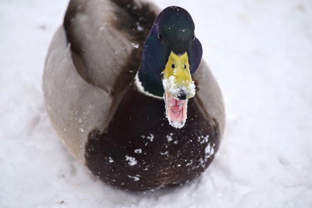 duck in the snow, winter, close-up, portraitの写真素材