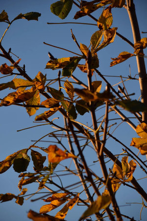 Autumn leaves on the branches of a tree against the blue skyの写真素材