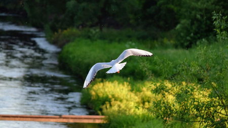 Seagull flying over the river. Seagull in flightの写真素材