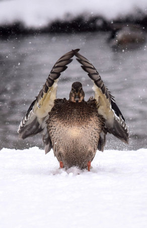 Mallard Duck (Anas platyrhynchos) in the snowの写真素材
