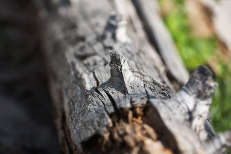 Knot on a dried treeの写真素材