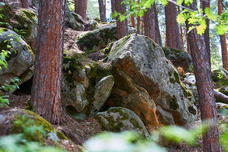 Large stones in the Pine Forest. National Park.の写真素材