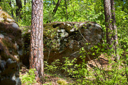 Large stones in the Pine Forest. National Park.の写真素材