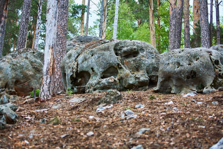 Large stones in the Pine Forest. National Park.の写真素材