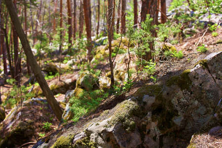 Large stones in the Pine Forest. National Park. Nature background.の写真素材