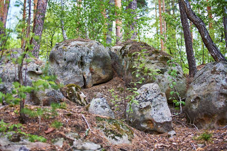 Large stones in the Pine Forest. National Park. Nature background.の写真素材