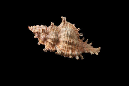 Sea shell isolated on black background. Close-up.の写真素材