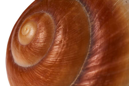 Sea shell on a white background for isolation. Close-up.