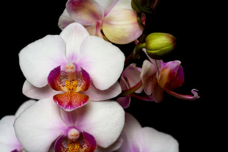 Phalaenopsis orchid close-up on a black background.の写真素材