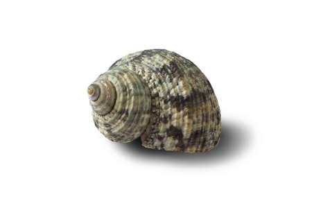 Seashell on a white background for isolation