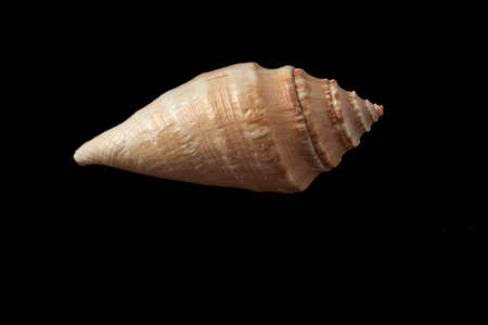 Single seashell isolated on a black background.の写真素材