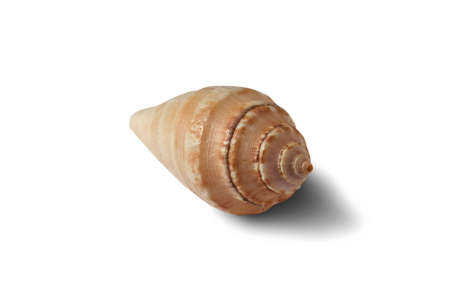 Seashell on a white background for isolationの写真素材