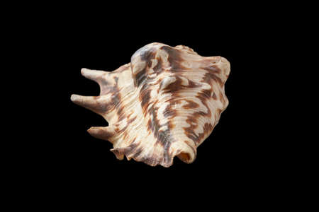 Single seashell isolated on a black background.