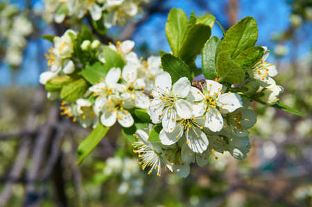 Flowering cherry in spring with white flowers. Abstract background.