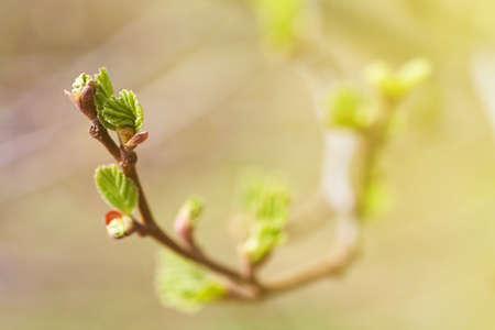 Young green buds and leaves blossoming on the branches of a tree. Nature background.の写真素材