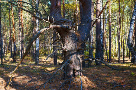 Tree with dry twigs in a thick pine forest close up. Forest conservation area. Natural Park.