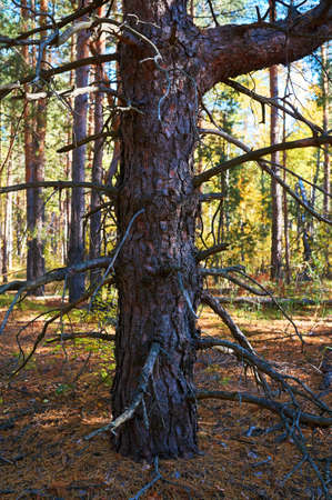 Tree with dry twigs in a thick pine forest close up. Forest conservation area. Natural Park.