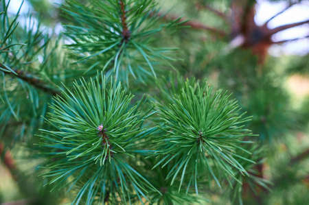 Branches of green pine close up. Spruce needles. Background of Christmas tree branches.