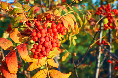 Red mountain ash in the autumn with yellow leaves at sunset.