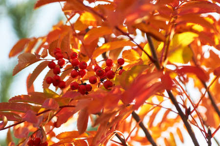 Red mountain ash in the autumn with yellow leaves at sunset.