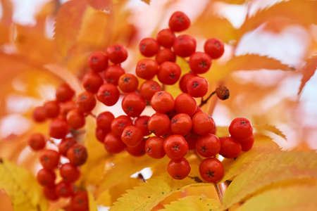 Red mountain ash in the autumn with yellow leaves at sunset.