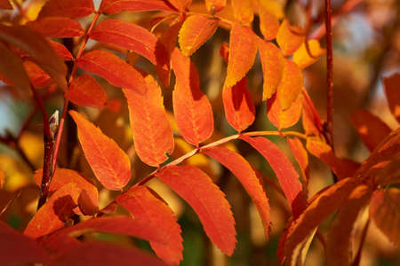 Red-yellow leaves of mountain ash at sunset. Nature background.