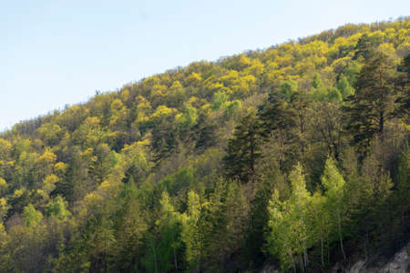 Mixed forest against the sky.の写真素材
