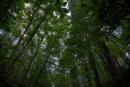 The sky through the trees view from below. Natural background.