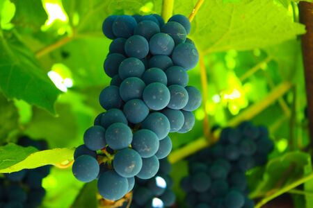 bunch of grapesの写真素材