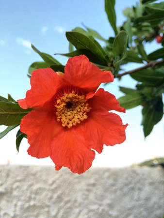 Beautiful Orange Flowerの写真素材