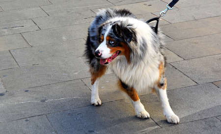 Beautiful Dog with Blue Eyesの写真素材