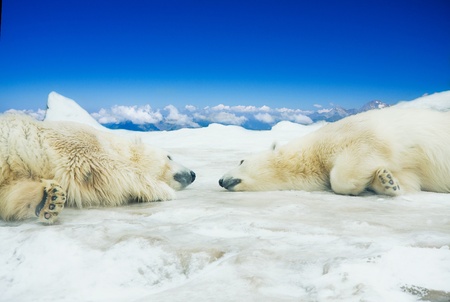Two polar bears sleep on iceの写真素材