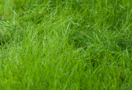 Green young grassの写真素材