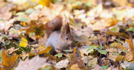 The beautiful squirrel on autumn yellow leaves  