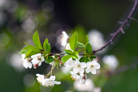 cherry blossoms