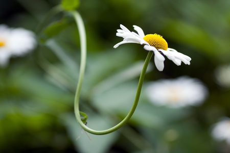 chamomile flowerの写真素材